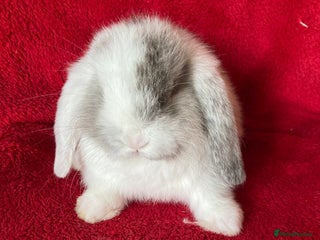 Mini Lop rabbits Adorable Pure Mini Lop Rabbits - Advert 16