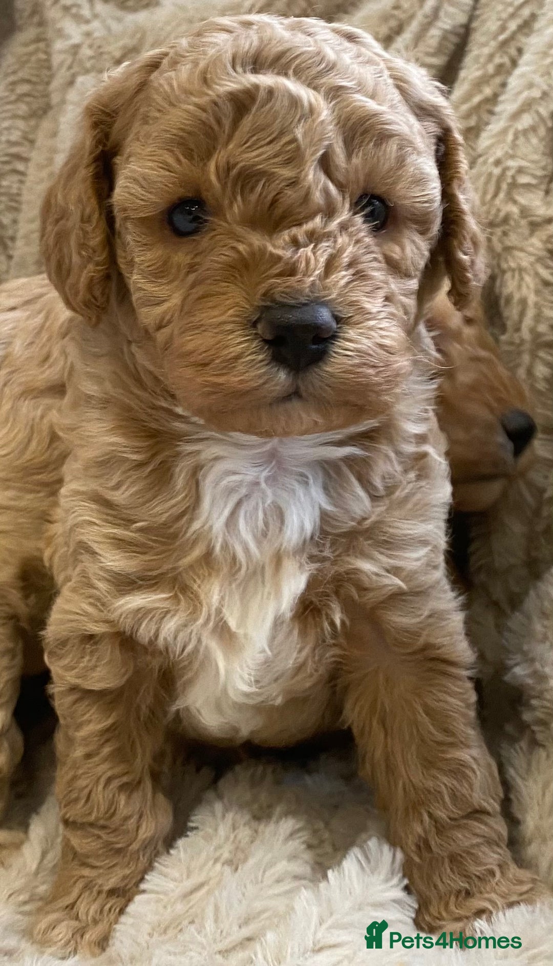 Cavapoo dogs for sale: Gorgeous Teddybear Cavapoo Puppies health checked  - Advert 40