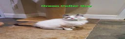 Ragdoll cats for sale: 💖Beautiful GCCF Registered Ragdoll Kittens. - Advert 26