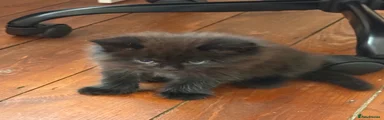 British Shorthair 1