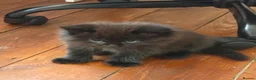 British Shorthair cats for sale: Beautiful kittens looking for forever loving homes - Advert 4
