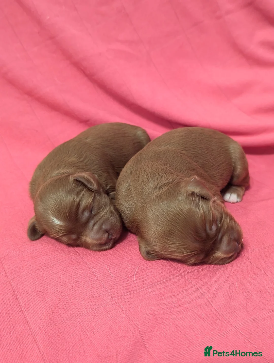 Cavapoo dogs for sale: Beautiful Deep red Cavapoo boys  - Advert 2