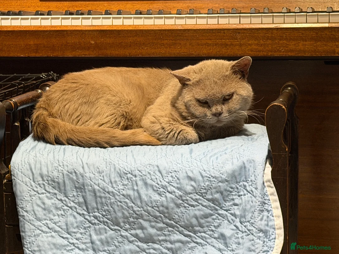 British Shorthair cats for stud: Lilac BSH Stud Service TICA Registred - Advert 2