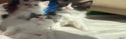 Ragdoll cats for sale: 🐾 5 Beautiful Ragdoll Cross Kittens 🐾 in Southampton - Advert 13