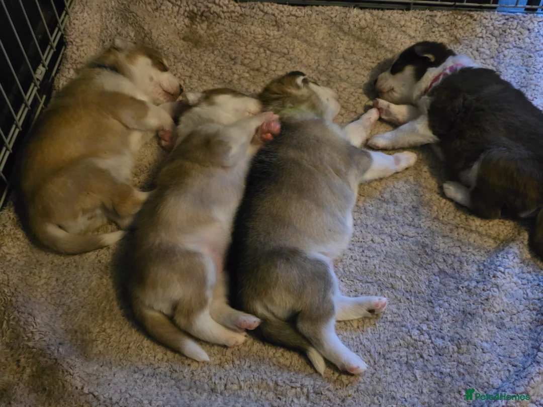 Siberian Husky dogs for sale: Husky puppies  - Advert 27