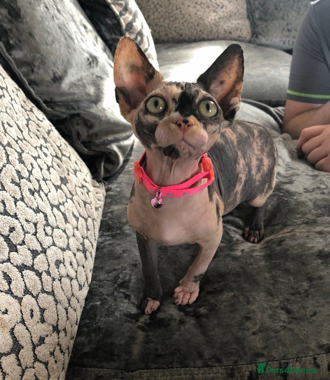 Sphynx cats for sale: ** Glittery Blue/Cream Torti Sphynx Girl ** - Image 1
