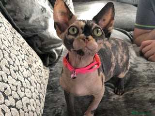 Sphynx cats - Advert 1