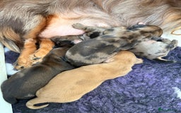 Miniature Dachshund dogs for sale: Beautiful long haired dapple girl  - Image 14