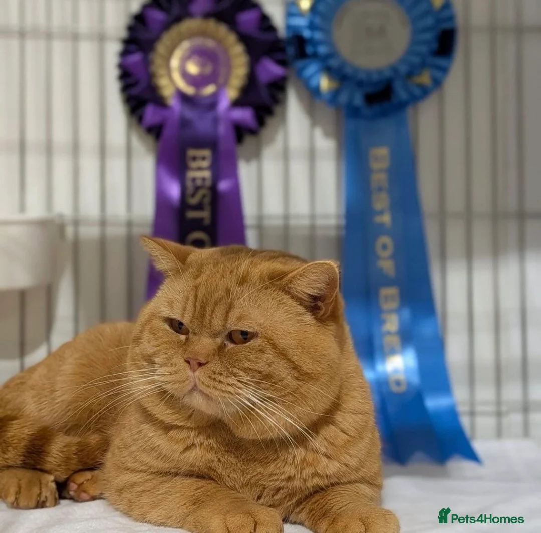 British Shorthair cats for stud: Champion Proven British Shorthair  - Advert 1