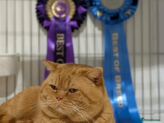 British Shorthair cats for stud: Champion Proven British Shorthair - Advert 1