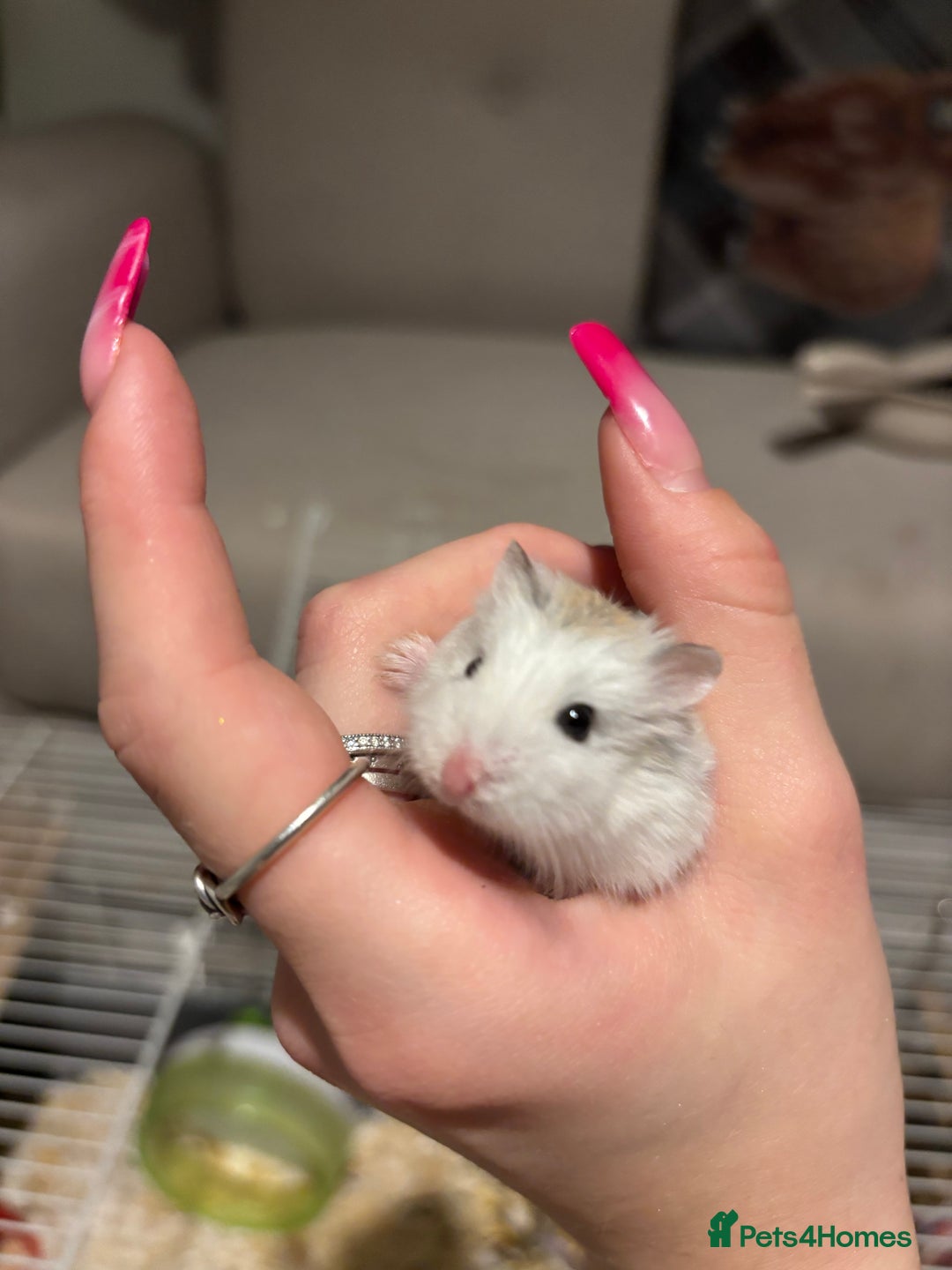 Hamster rodents for sale: Robo Hamster  - Advert 6