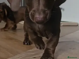 Miniature Dachshund dogs KC registered PRA clear girls READY TO LEAVE - Advert 9