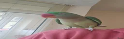 Parrots birds for sale: Alexandrine parrot - Advert 2