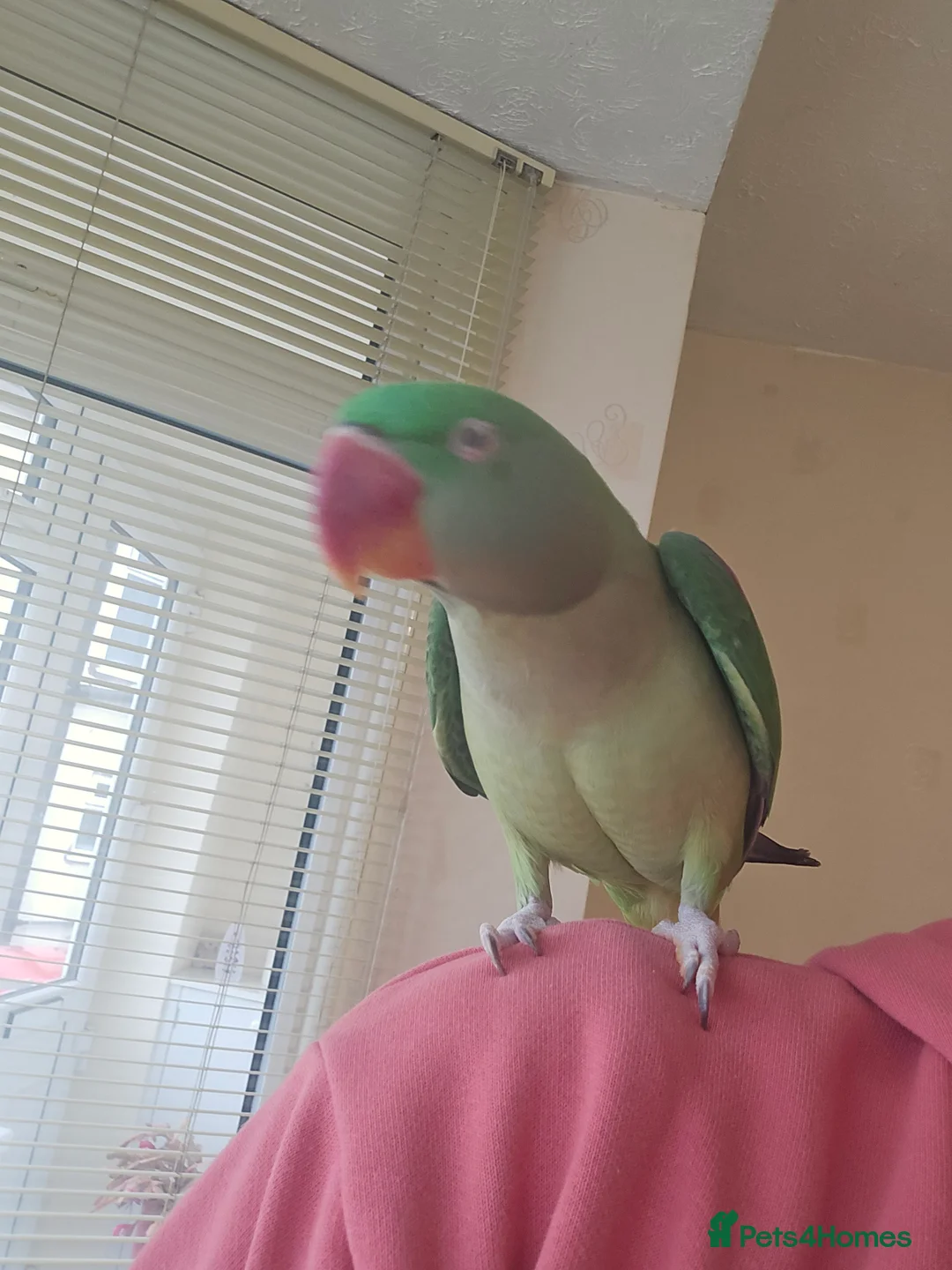 Parrots birds for sale: Alexandrine parrot - Advert 2