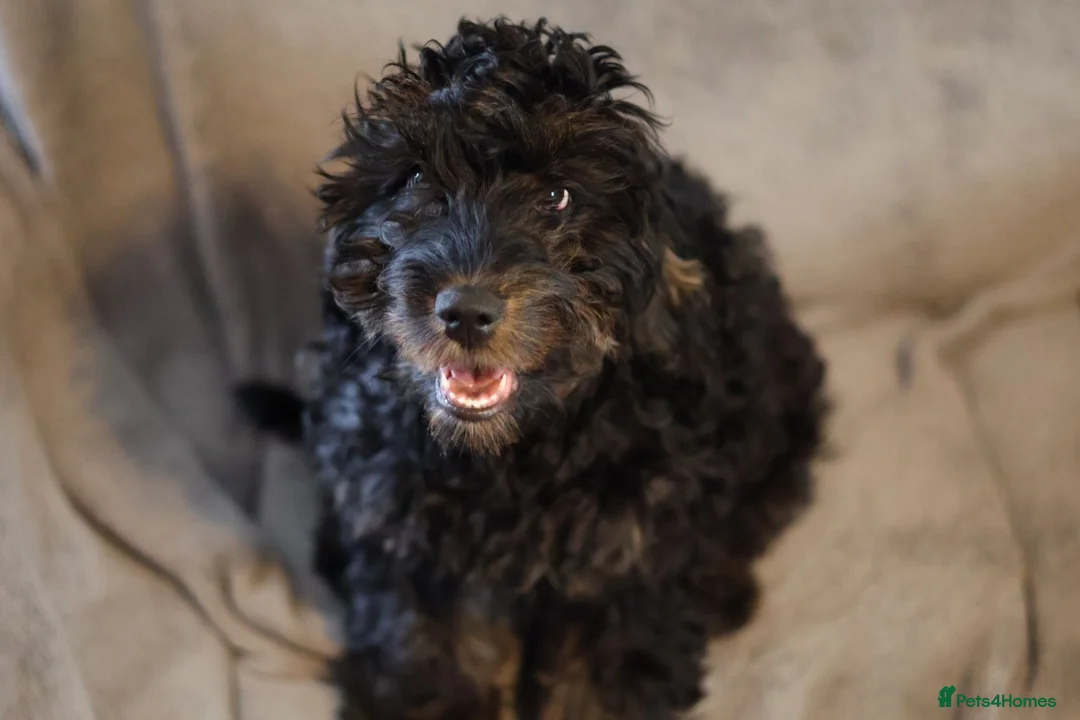 Cockapoo dogs for sale: 5-Month-Old Cockapoo  in Milton Keynes - Advert 5