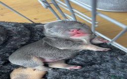 French Bulldog dogs for sale: Two Beautiful Girl French Bulldogs  - Image 1