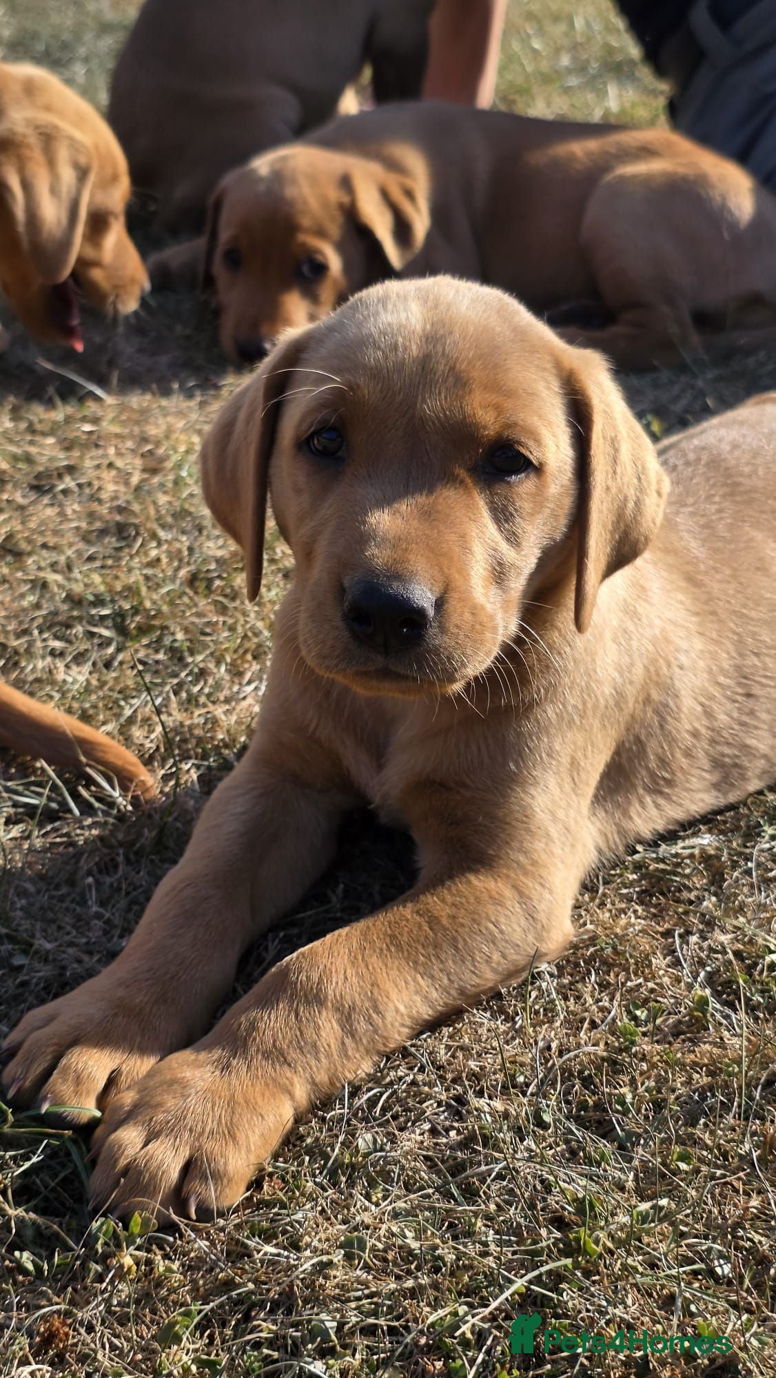 Labrador Retriever dogs PLAYFUL DEEP FOX RED LITTER, FULLY HEALTH TESTED - Advert 4
