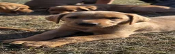 Labrador Retriever dogs for sale: PLAYFUL DEEP FOX RED LITTER, FULLY HEALTH TESTED - Advert 1