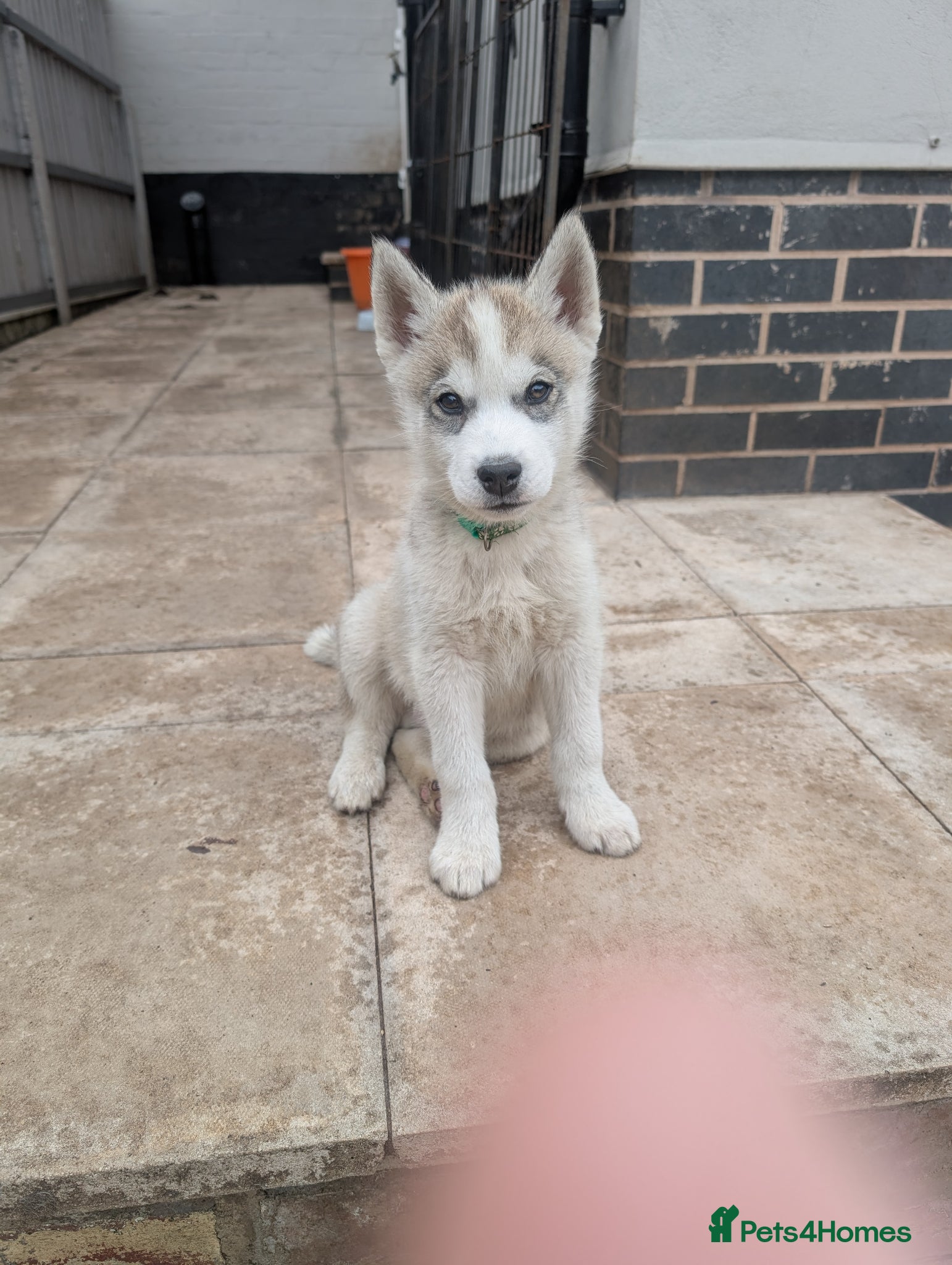 Siberian Husky dogs for sale: Siberian Husky puppies - Advert 18