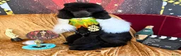 Standard Poodle dogs for sale: Starri’ PupStars   - standard poodle  - Advert 4