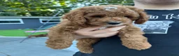 Cockapoo dogs for sale: Cockapoo Puppy *LAST BOY* - Advert 7