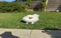 Pomeranian dogs for sale: Well house trained White Pomeranian Girl - Image 13