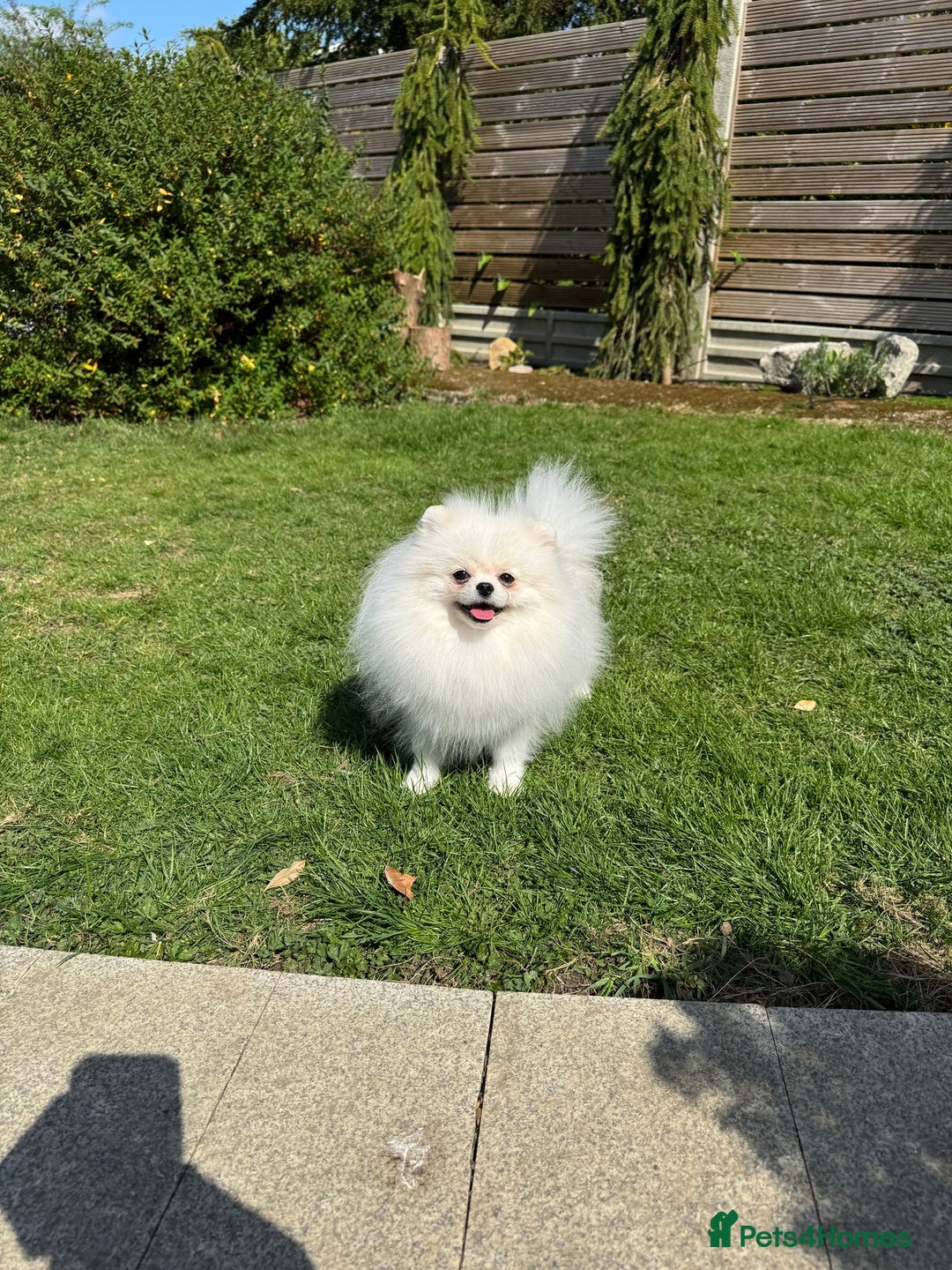Pomeranian dogs for sale: Well house trained White Pomeranian Girl - Image 13