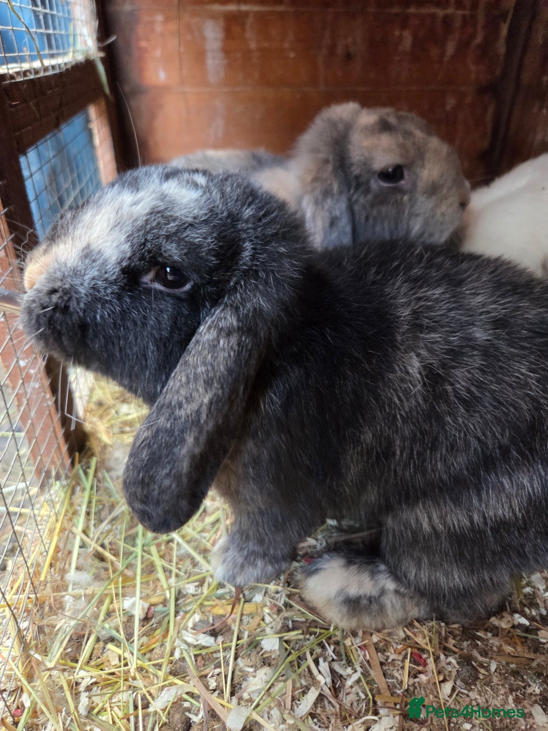 Mini Lop rabbits for sale: Beautiful mini lop babies ready now - Advert 6