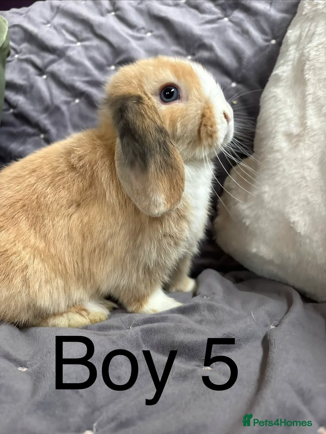 Mini Lop rabbits for sale: Stunning mini lops (vaccinated)  - Advert 14