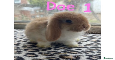 Mini Lop rabbits - Advert 2
