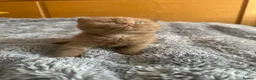 British Shorthair cats for sale: Champion British shorthair kittens very rare  - Advert 26