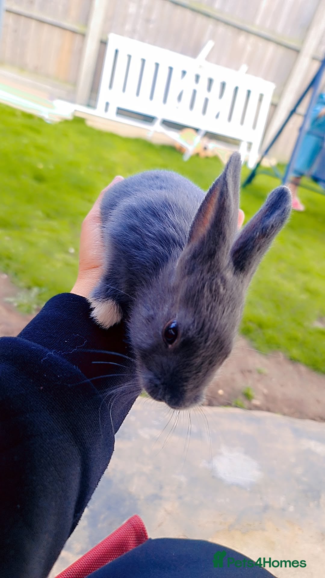 Alaska rabbits for sale: 4 Alaskan baby bunnies  - Image 1