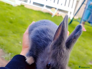 Alaska rabbits - Advert 2