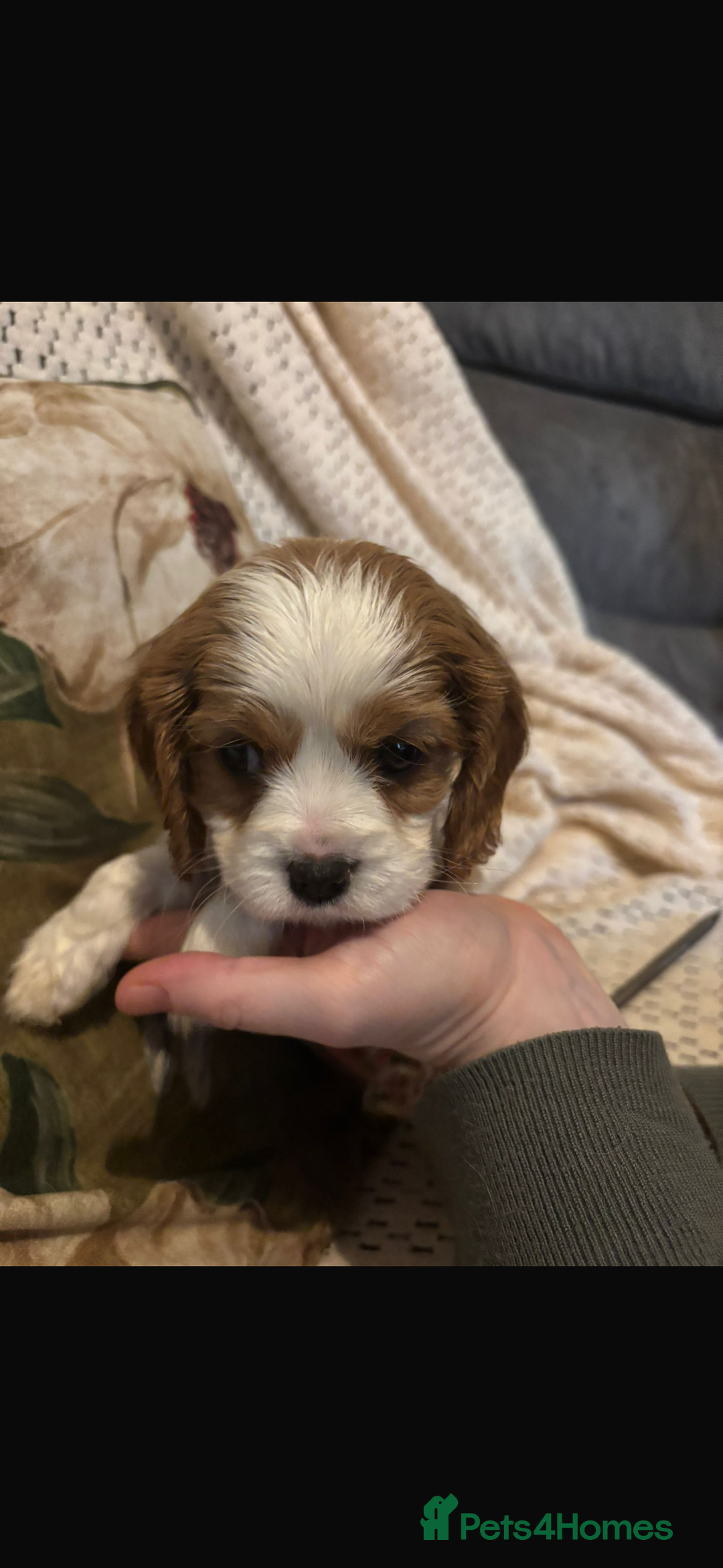 Cavalier King Charles Spaniel dogs for sale: Cavalier King Charles spaniel puppies  - Advert 20