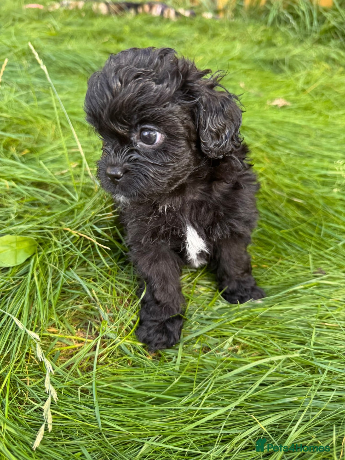 Shihpoo dogs Shihpoo puppies - Advert 1
