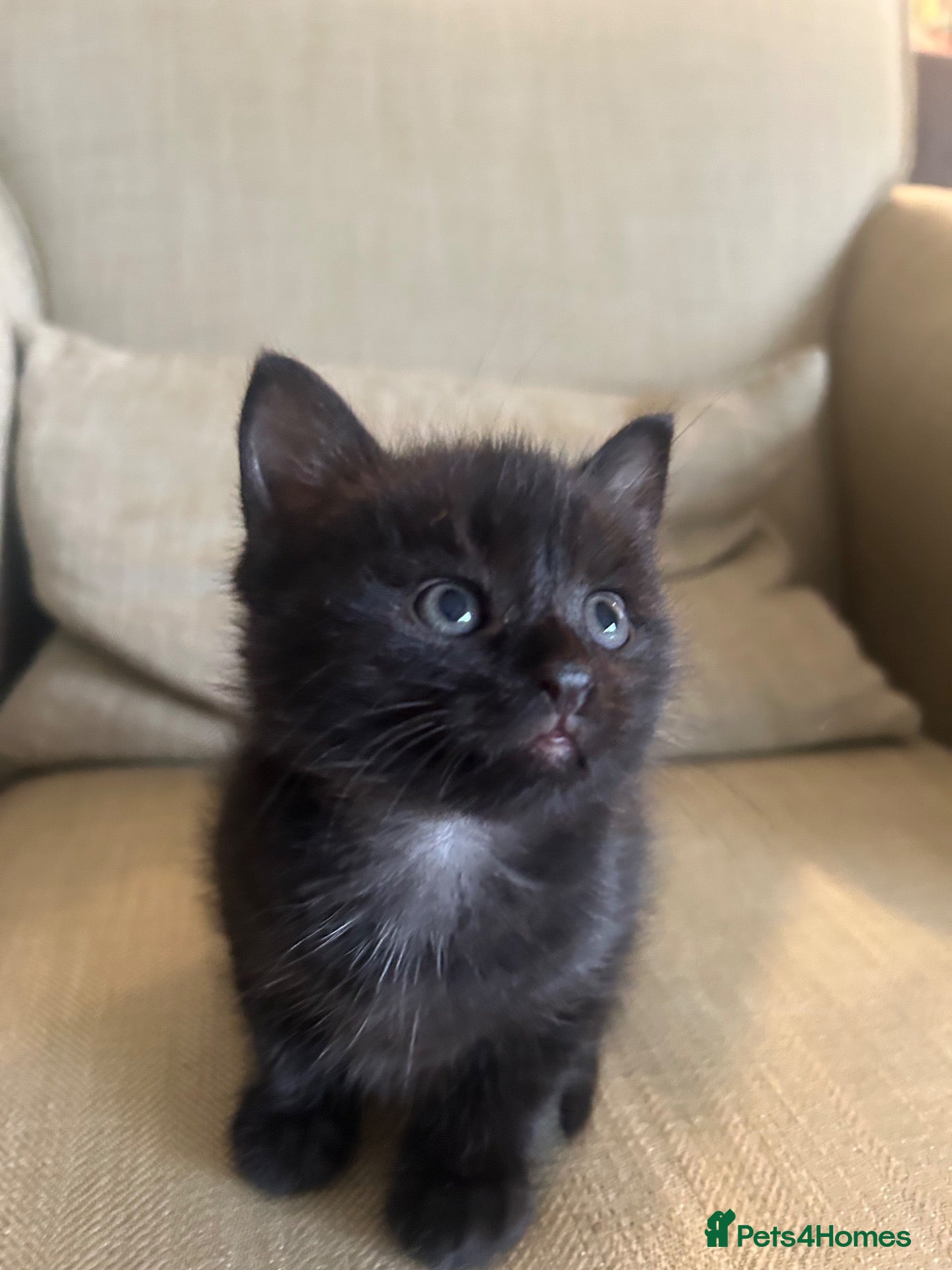 Mixed Breed cats for sale: 3 Kittens looking for furever home 🏠  - Advert 4
