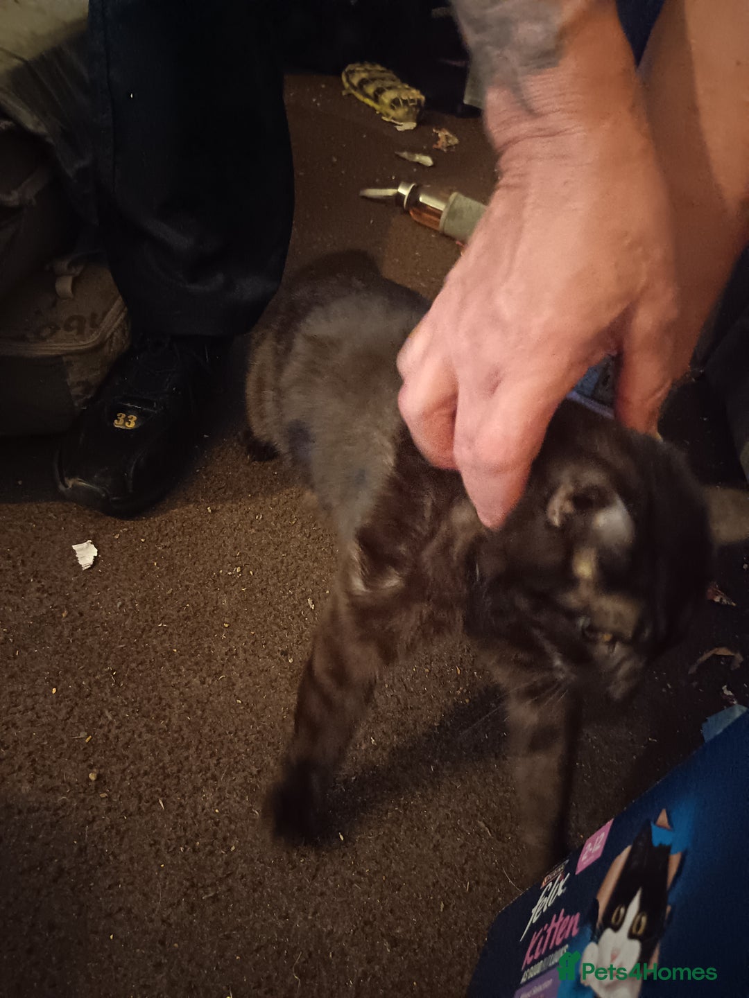 Mixed Breed cats for sale: Kittens - Advert 3