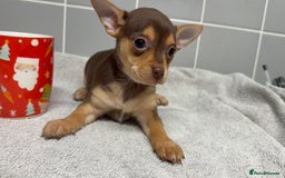 Chihuahua dogs for sale: Beautiful Female Chihuahua Puppies  - Image 8