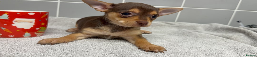 Chihuahua Puppy 1