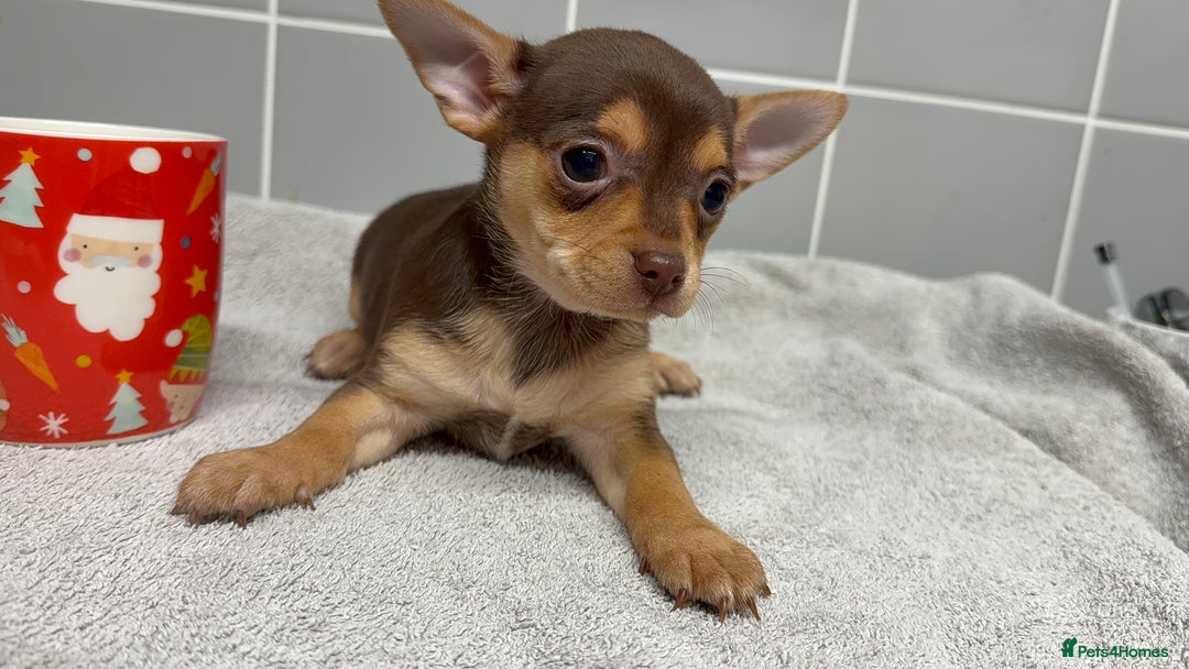 Chihuahua dogs for sale: Beautiful Female Chihuahua Puppies  - Image 8