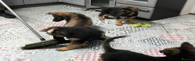 German Shepherd 3