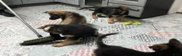 German Shepherd dogs for sale: Pure German Shepherd puppies  - Advert 17