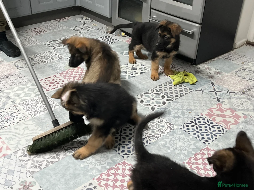 German Shepherd dogs for sale: Pure German Shepherd puppies  - Advert 17