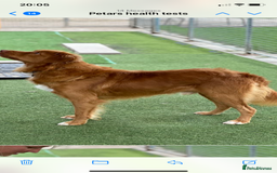 Nova Scotia Duck Tolling Retriever dogs for sale: KC REG Nova Scotia Boy - Image 7