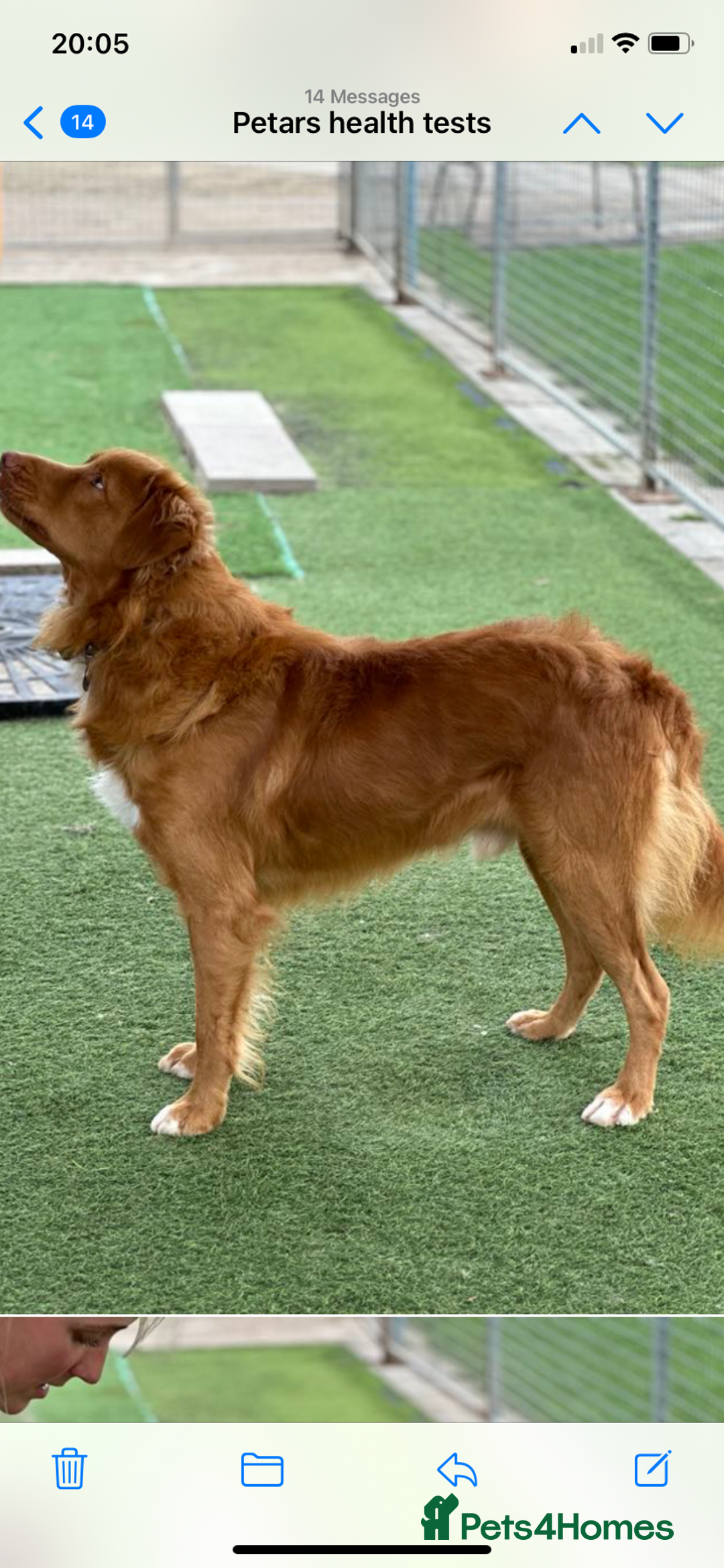 Nova Scotia Duck Tolling Retriever dogs for sale: KC REG Nova Scotia Boy - Image 7