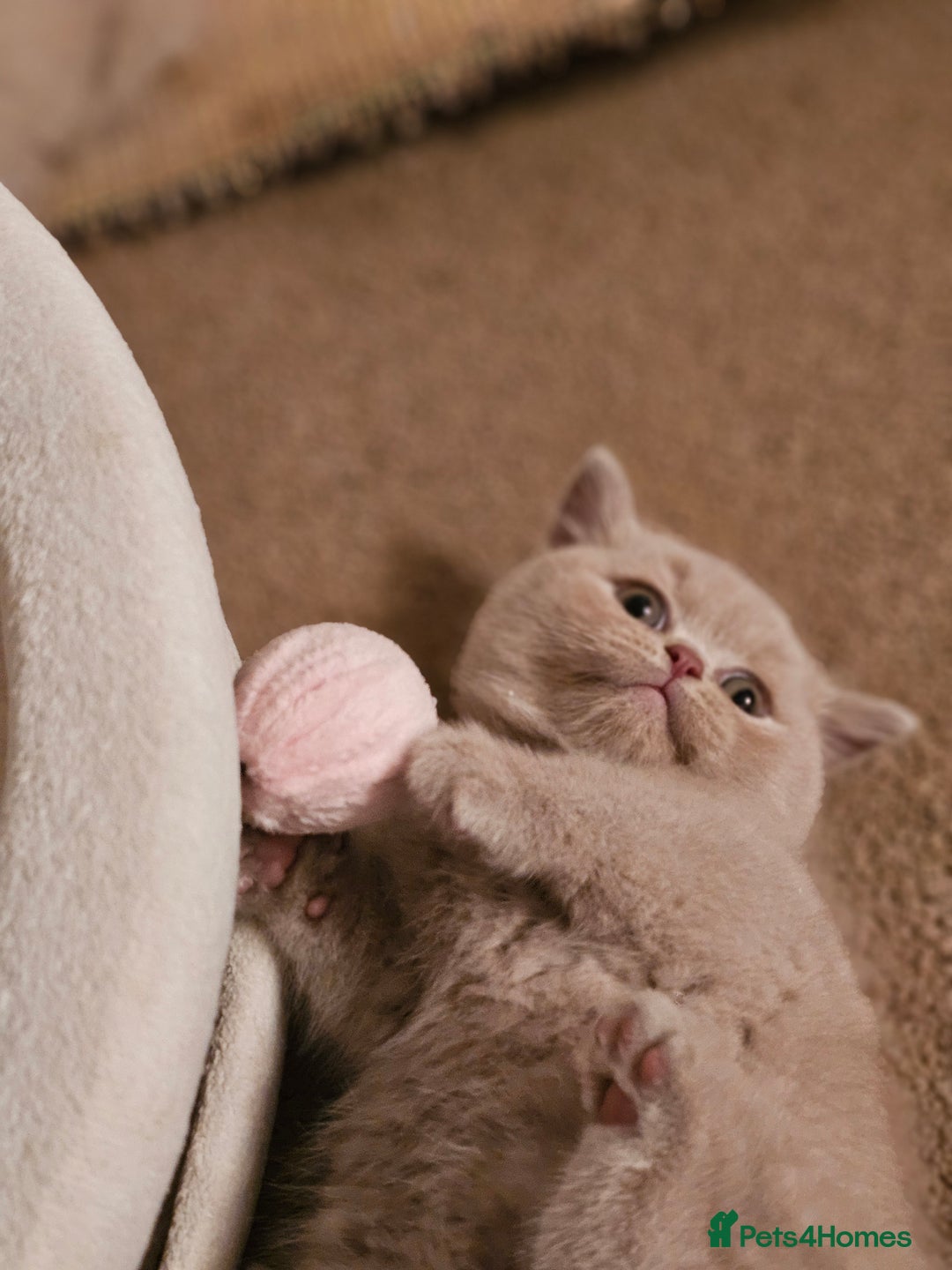 British Shorthair cats for sale: Gccf champion line rare fawn bsh kittens - Image 19