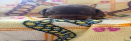 Dachshund dogs for sale: dachshund puppy for sale  - Advert 8