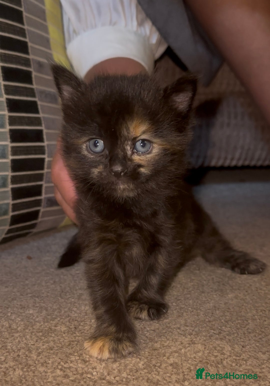 Mixed Breed cats for sale: 3 adorable mixed kittens – 2 females, 1 male - Image 13