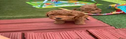 Cockapoo dogs for sale: STUNNING COCKAPOO PUPPYS EXTENSIVELY HEALTH TESTED - Advert 21