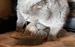 Scottish Fold cats for sale: Beautiful TICA reg Scottish Fold/Straight Kittens  - Image 21